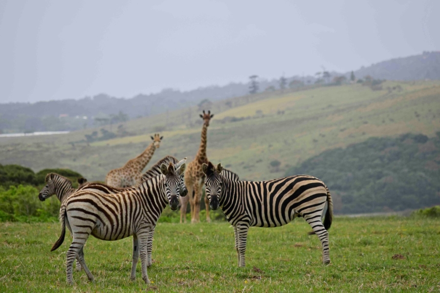 Commercial Property for Sale in Royalston Residential Estate and Wildlife Reserve Eastern Cape